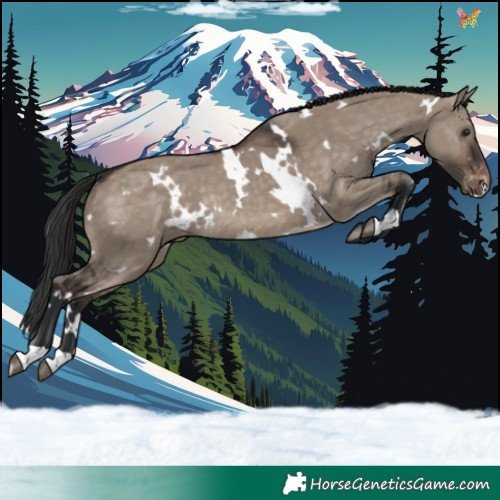 Horse Color:White Spotted Brown Dun Appaloosa Rabicano