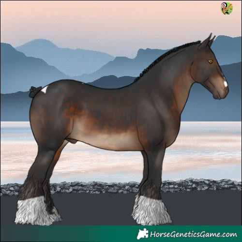 Horse Color:Brown Tobiano