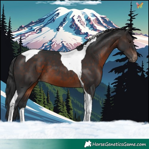 Horse Color:Brown Tobiano Appaloosa 
