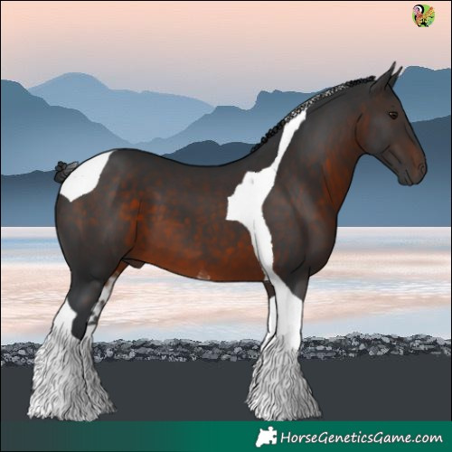 Horse Color:Brown Tobiano 