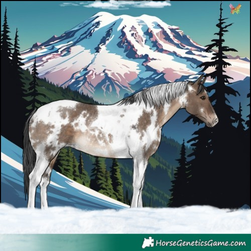 Horse Color:White Spotted Brown Dun Tobiano Rabicano 
