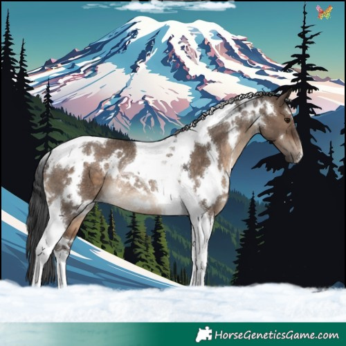 Horse Color:White Spotted Brown Dun Tobiano Rabicano