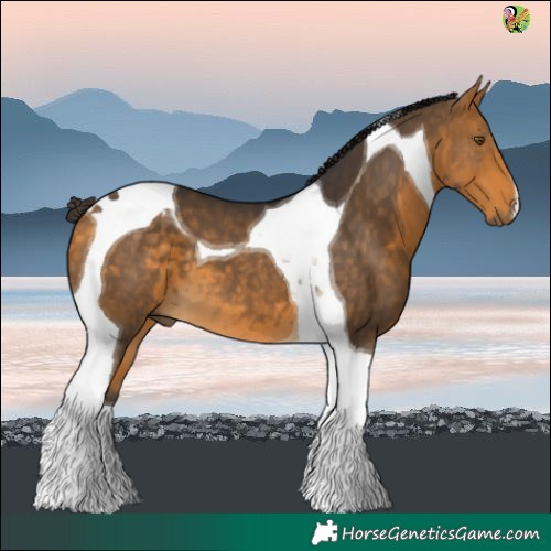 Horse Color:Buckskin Tobiano