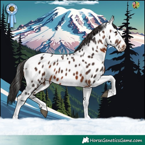 Horse Color:Brown Tobiano Appaloosa 