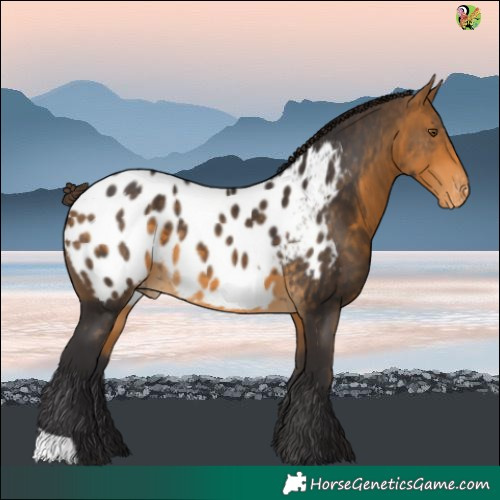 Horse Color:Buckskin Blanket