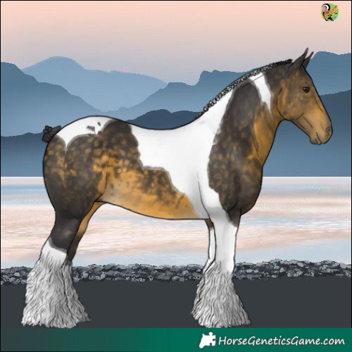 Horse Color:Buckskin Tobiano