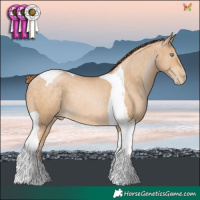 Horse Color:Buckskin Pearl Tobiano