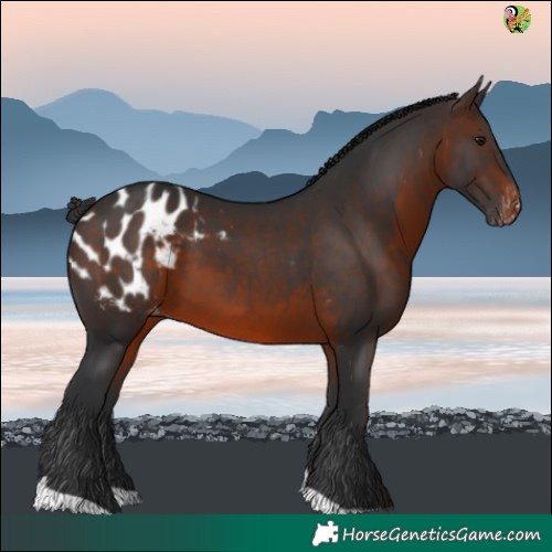 Horse Color:Brown Tobiano Blanket Rabicano