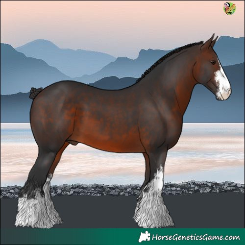 Horse Color:White Spotted Brown