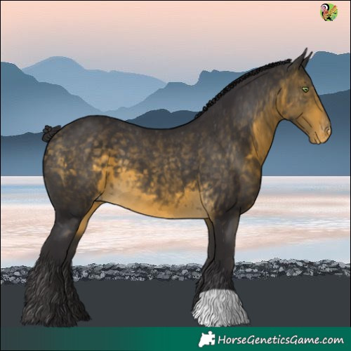 Horse Color:Buckskin Varnish 