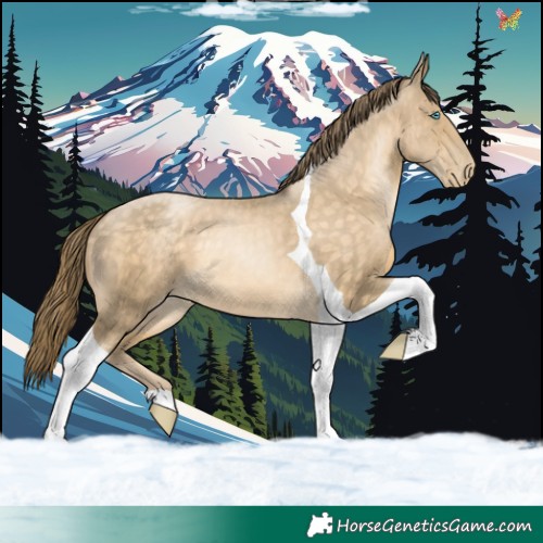 Horse Color:Buckskin Pearl Tobiano