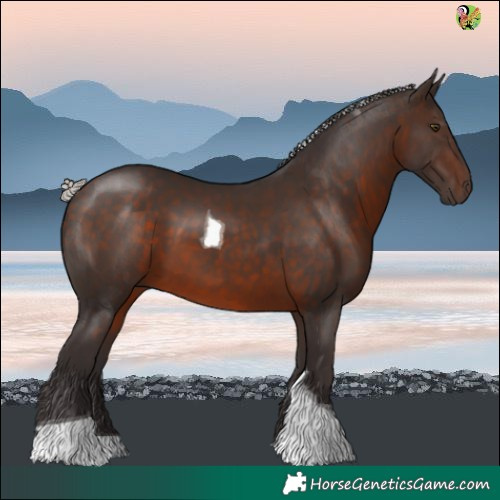 Horse Color:Silver Brown Tobiano 