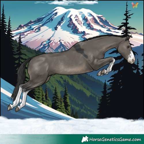 Horse Color:White Spotted Grullo Rabicano 
