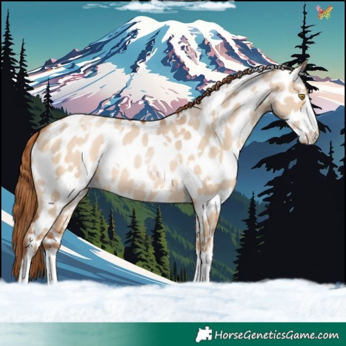 Horse Color:White Spotted Brown Pearl Dun Appaloosa
