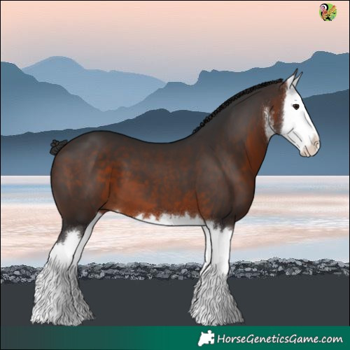 Horse Color:White Spotted Brown Splash