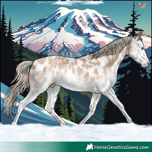 Horse Color:White Spotted Chocolate Palomino Pearl Appaloosa 