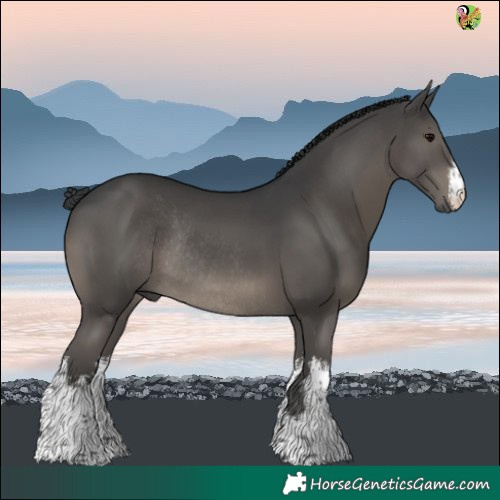 Horse Color:White Spotted Black Rabicano