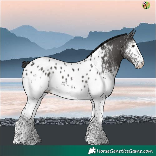 Horse Color:White Spotted Black Near Leopard