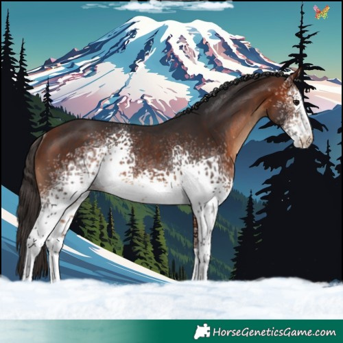 Horse Color:White Spotted Bay Rabicano 