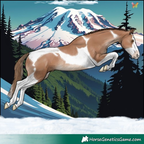 Horse Color:White Spotted Black Pearl Splash Tobiano Rabicano