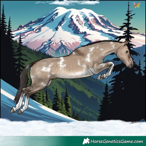 Horse Color:White Spotted Bay Dun Rabicano 
