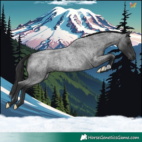 Horse Color:Blue Roan Rabicano 