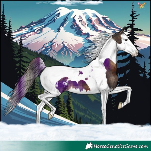 Horse Color:Plaid  Brown Splash Tobiano Appaloosa 