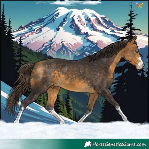 Horse Color:Buckskin Appaloosa