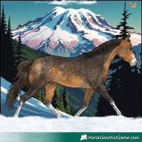 Horse Color:Buckskin Appaloosa
