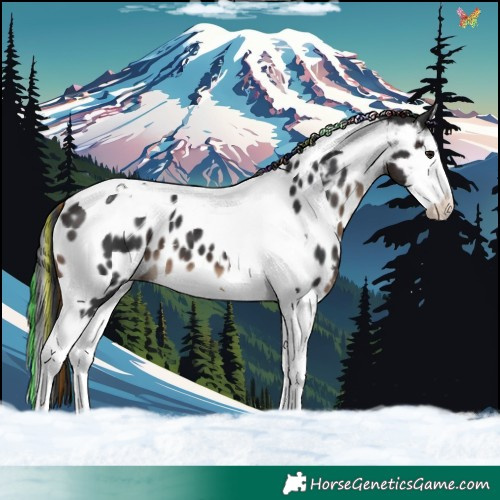 Horse Color:Painted Brown Splash Tobiano Appaloosa