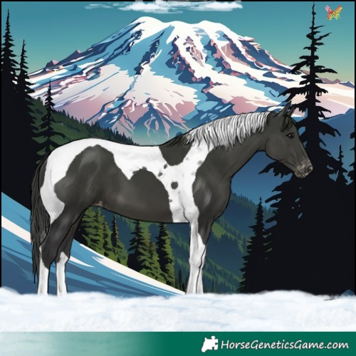Horse Color:Black Tobiano Appaloosa 