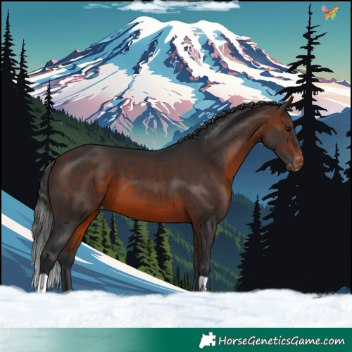 Horse Color:Brown Appaloosa