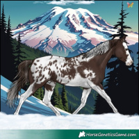 Horse Color:Liver Chestnut Splash Tobiano Appaloosa 