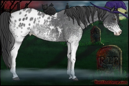 Horse Color:White Spotted Blue Roan Blanket 