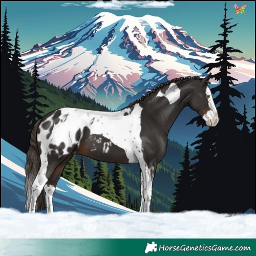 Horse Color:Liver Chestnut Splash Tobiano Appaloosa 