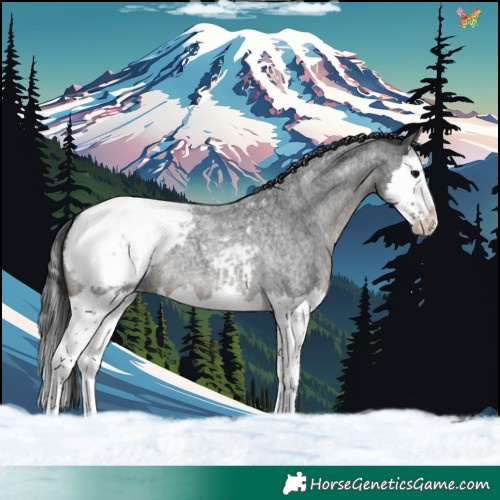 Horse Color:Blue Roan Splash Appaloosa 