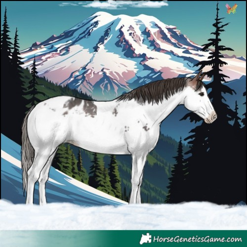 Horse Color:Bay Sabino Splash Tobiano Appaloosa 