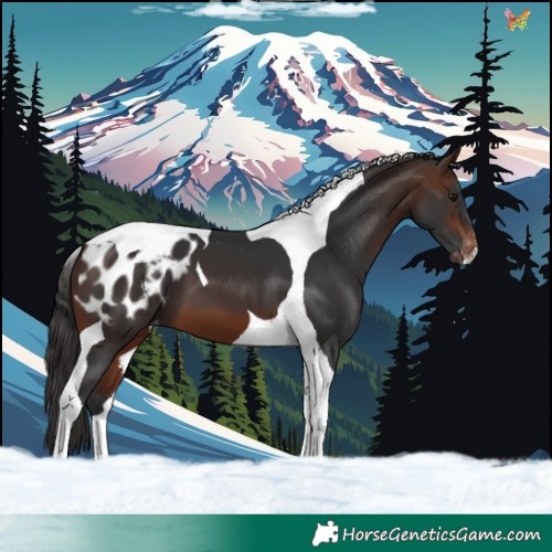 Horse Color:Brown Tobiano Blanket 