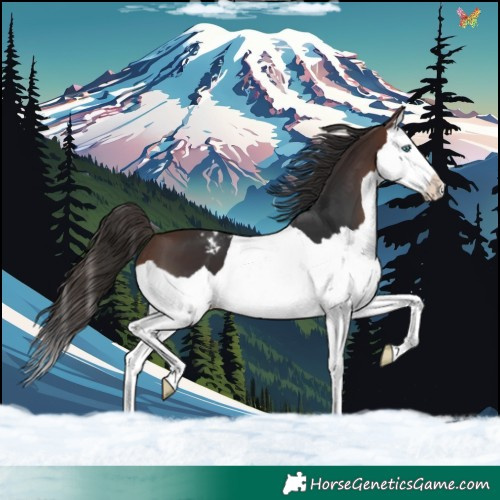 Horse Color:Brown Splash Appaloosa 