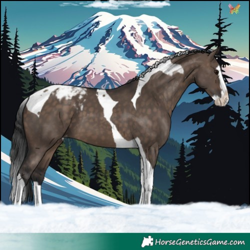 Horse Color:Brown Dun Splash Tobiano Blanket