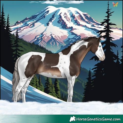 Horse Color:Liver Chestnut Splash Tobiano Appaloosa Rabicano 
