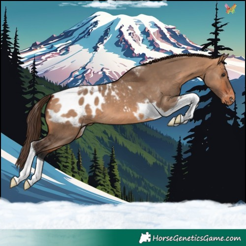 Horse Color:Bay Dun Tobiano Blanket
