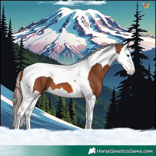 Horse Color:Chestnut Splash Tobiano Varnish