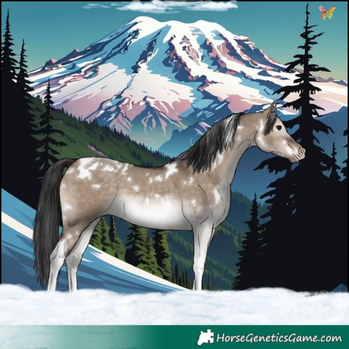 Horse Color:White Spotted Brown Dun Tobiano Varnish Rabicano