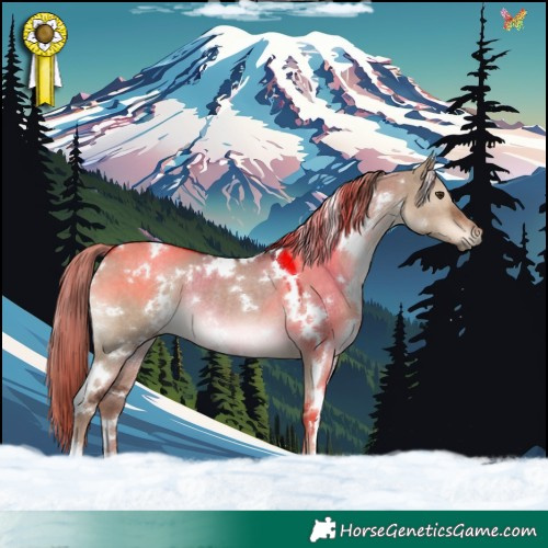 Horse Color:White Spotted Liver Red Dun Rabicano 