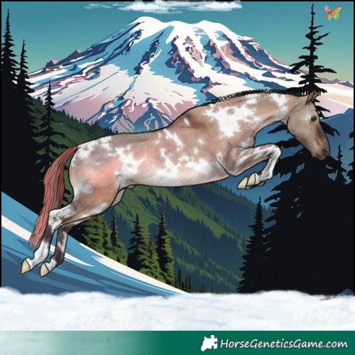 Horse Color:White Spotted Brown Dun Rabicano 
