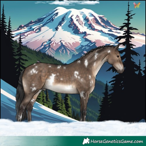 Horse Color:White Spotted Brown Dun Rabicano