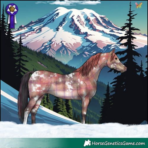 Horse Color:Plaid  White Spotted Brown Dun Tobiano Rabicano 