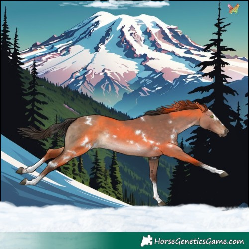 Horse Color:White Spotted Liver Red Dun Splash Rabicano