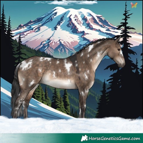 Horse Color:White Spotted Brown Dun Rabicano 